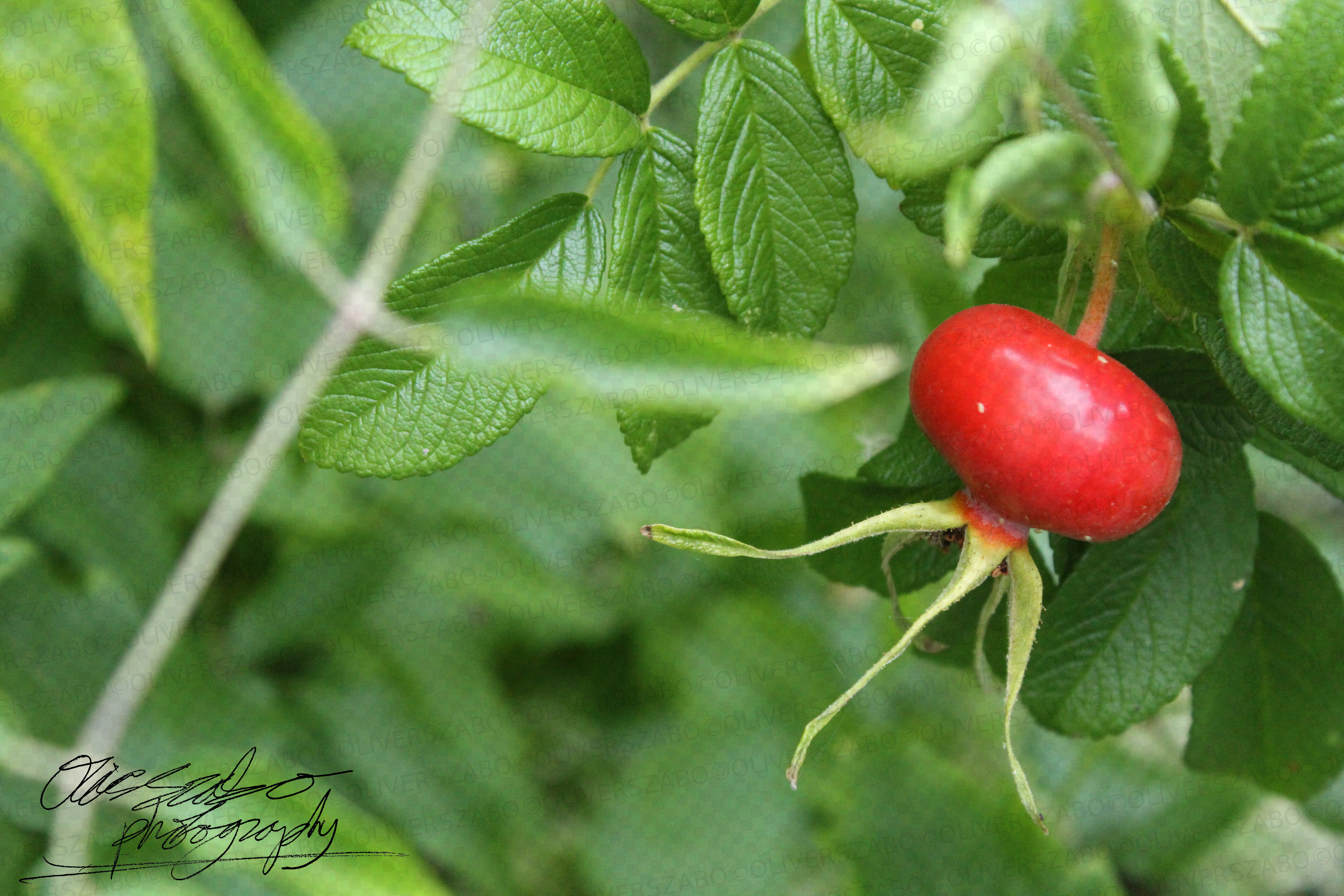 Rose Berry